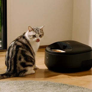 Pourquoi mon chat mange moins en été ? Chaleur, appétit et repas frais