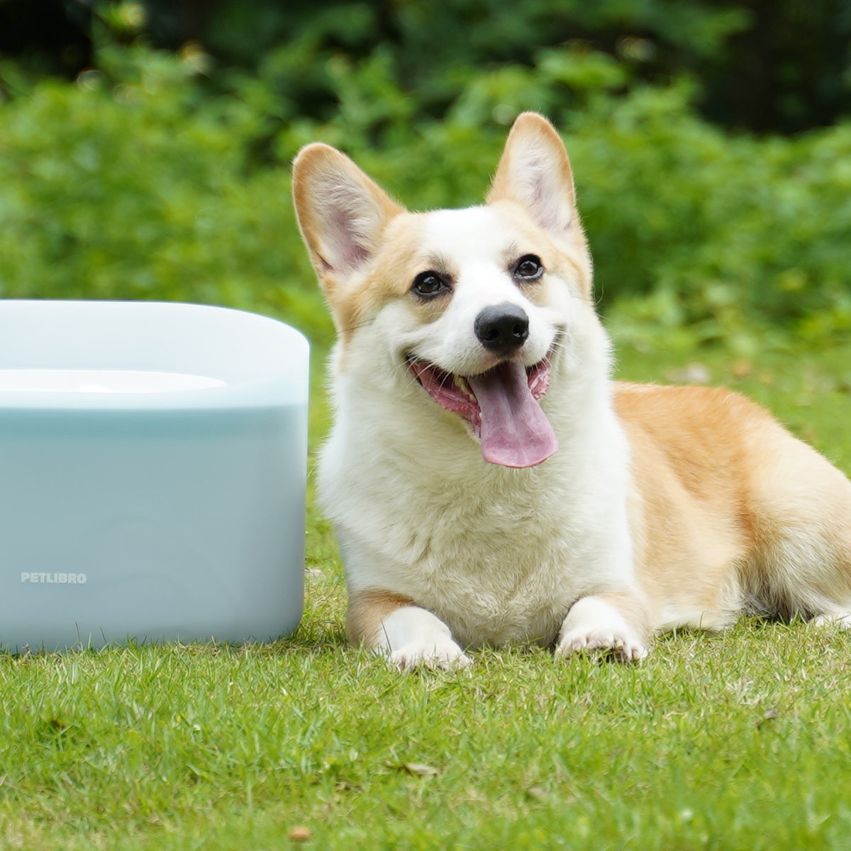 3 Étapes pour Soulager l'Anxiété de Séparation de Votre Chien