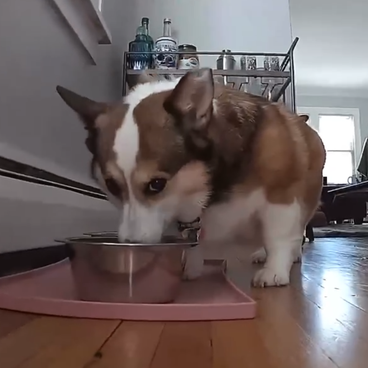 Soins Spéciaux pour les Petits Chiens