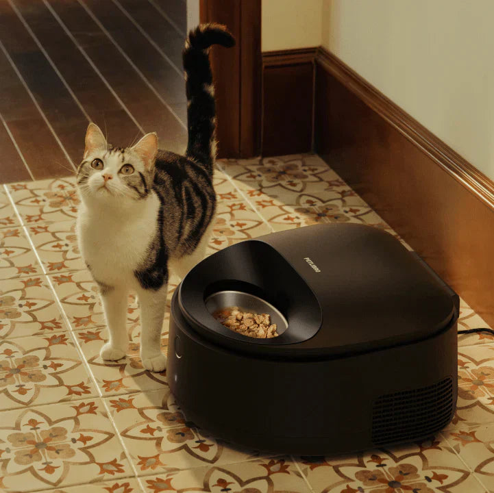 Soins Hivernaux pour Chats : Pourquoi la Pâtée est Essentielle ?