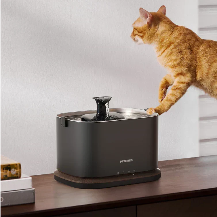 Maximiser la consommation d’eau : conseils pour encourager votre chat à boire davantage