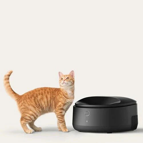 Les bienfaits d’ajouter de la nourriture humide à l’alimentation de votre chat