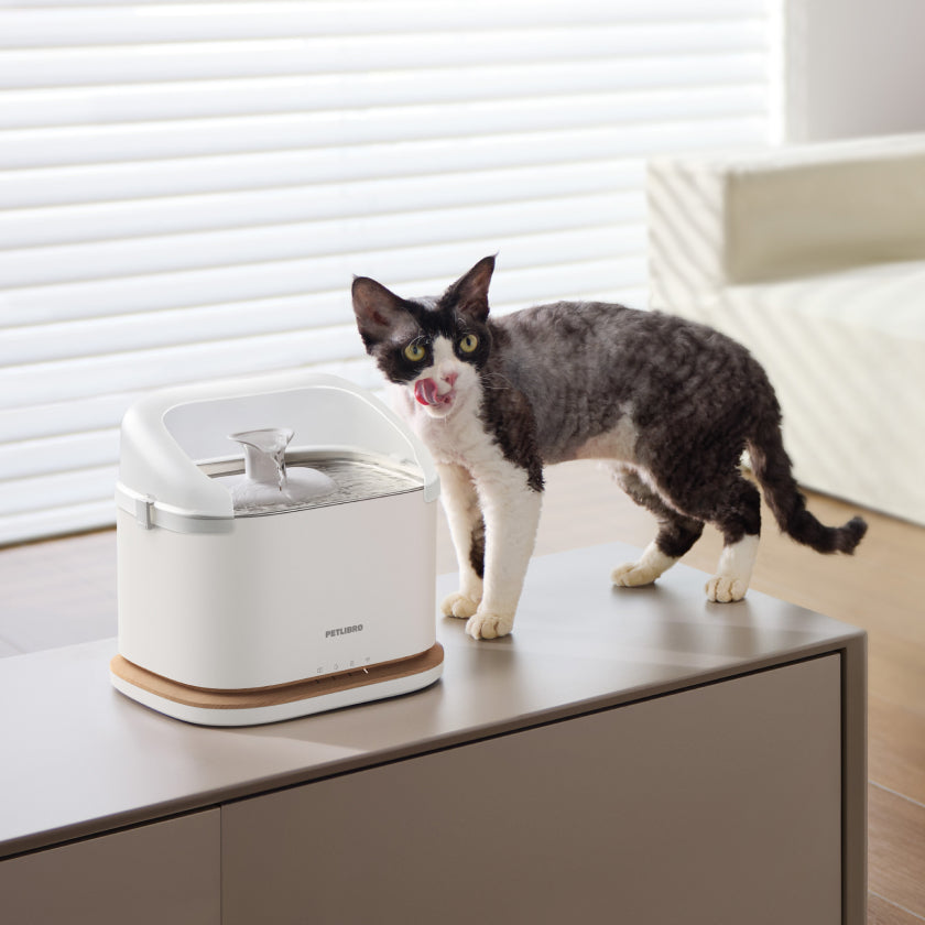 Pourquoi l’hydratation du chat est essentielle à son bien-être
