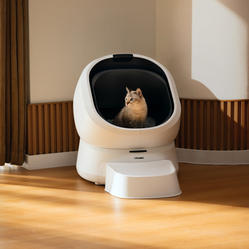 Habitudes urinaires : ce que la litière de votre chat peut révéler