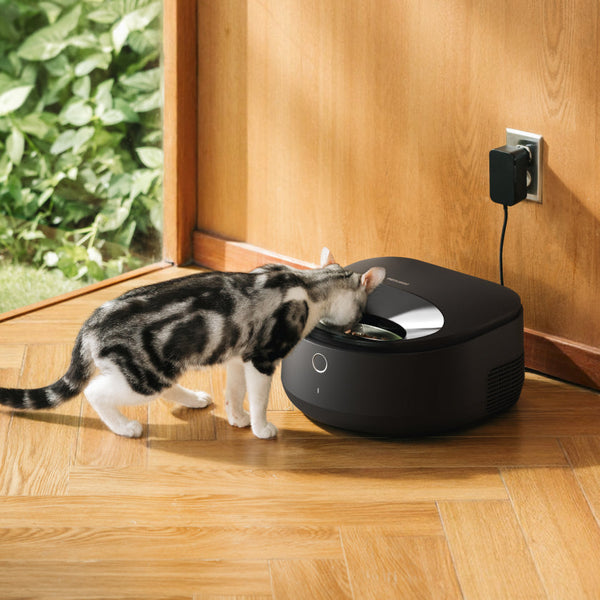 Pâtée pour chat et hydratation : comment une alimentation adaptée favorise le bien-être