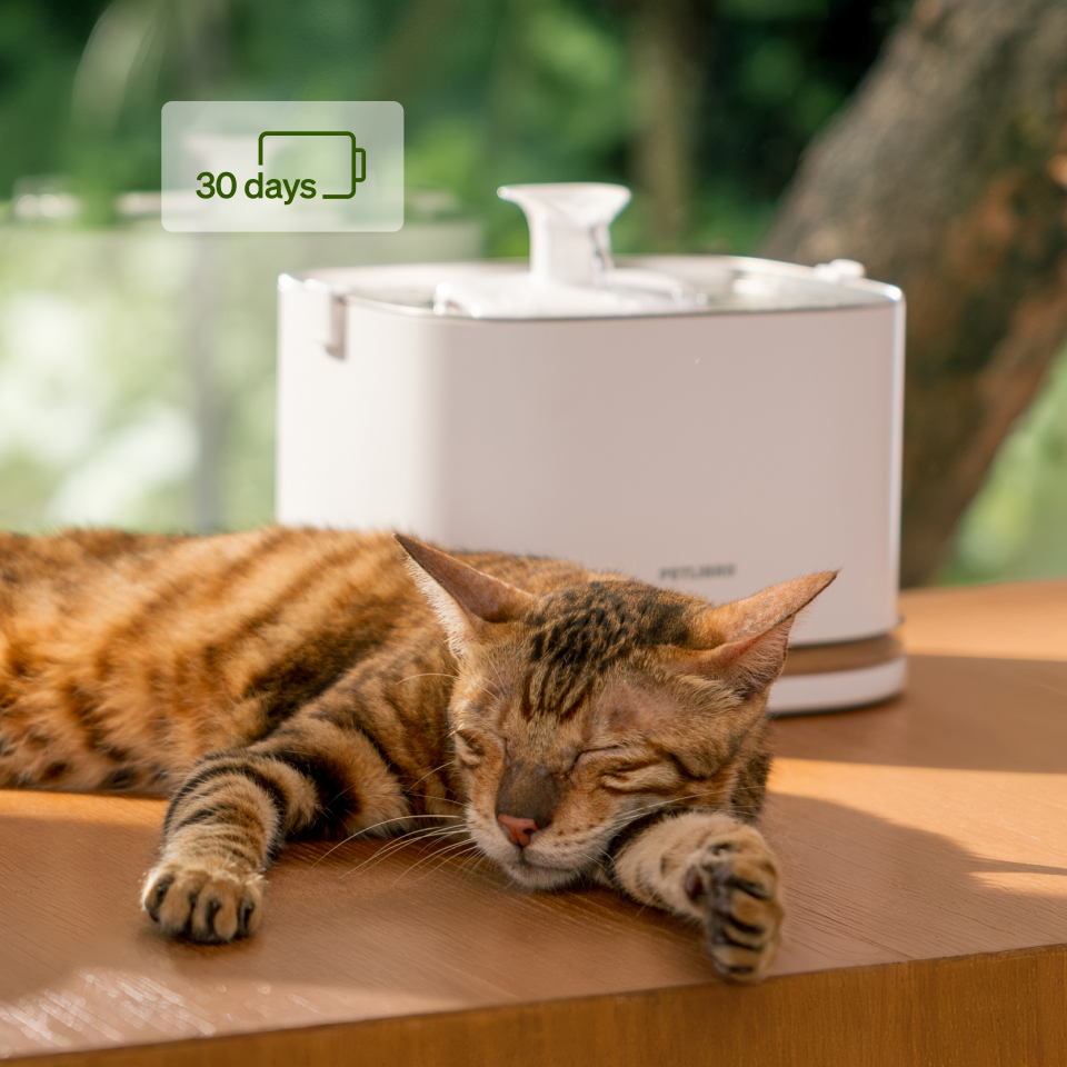 Déshydratation du chat en canicule : comment savoir s’il boit assez d’eau ?