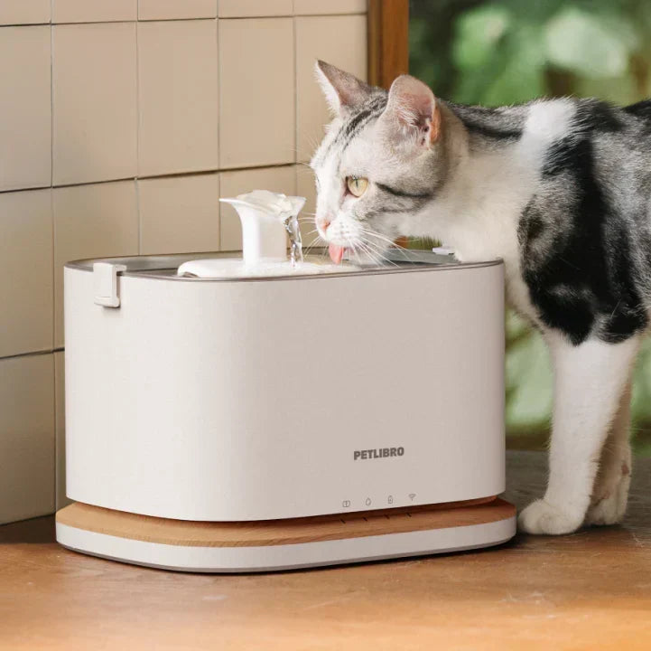 Comment faire boire un chat en canicule ? 7 conseils pour l’aider à rester hydraté