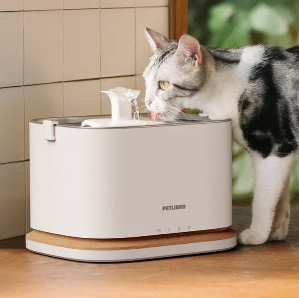 Comment faire boire un chat en canicule ? 7 conseils pour l’aider à rester hydraté