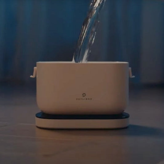 À quelle fréquence dois - je changer l'eau de mon chat?