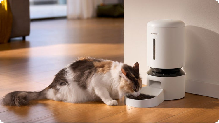 Petlibro distributeur automatique de croquettes blanc avec bol, chat tricolore mangeant au sol dans un salon lumineux
