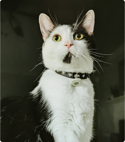 Petlibro PETLIBRO chat noir et blanc, animal de compagnie, près distributeur automatique de nourriture, fontaine à eau, bac à litière