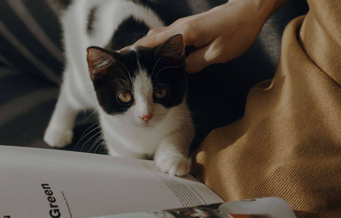 Petlibro PETLIBRO animal de compagnie, chat noir et blanc caressé sur canapé, près distributeur automatique de nourriture, fontaine à eau, bac à litière