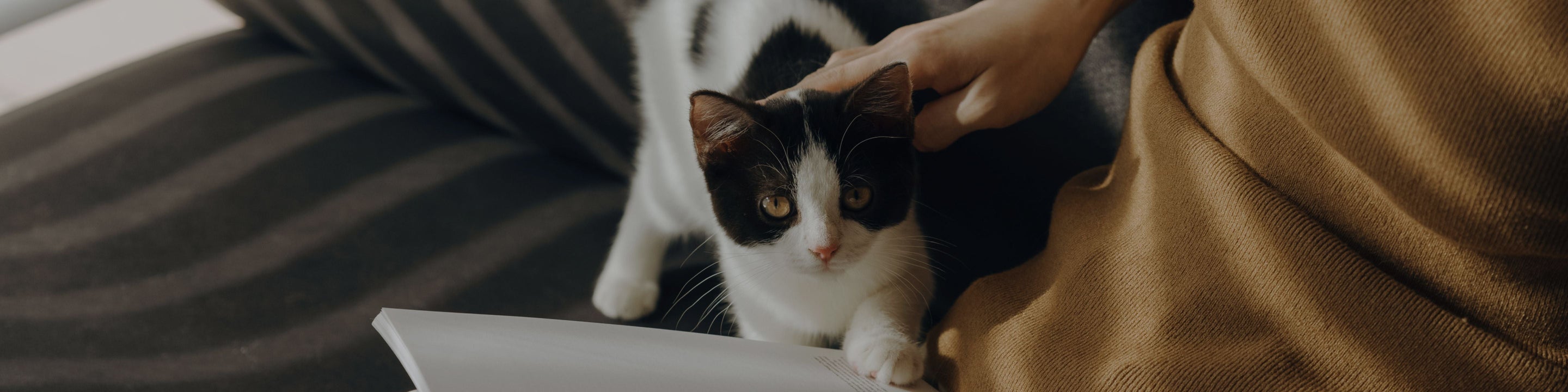 Petlibro PETLIBRO animal de compagnie, chat noir et blanc caressé sur canapé; distributeur automatique de nourriture, fontaine à eau, bac à litière