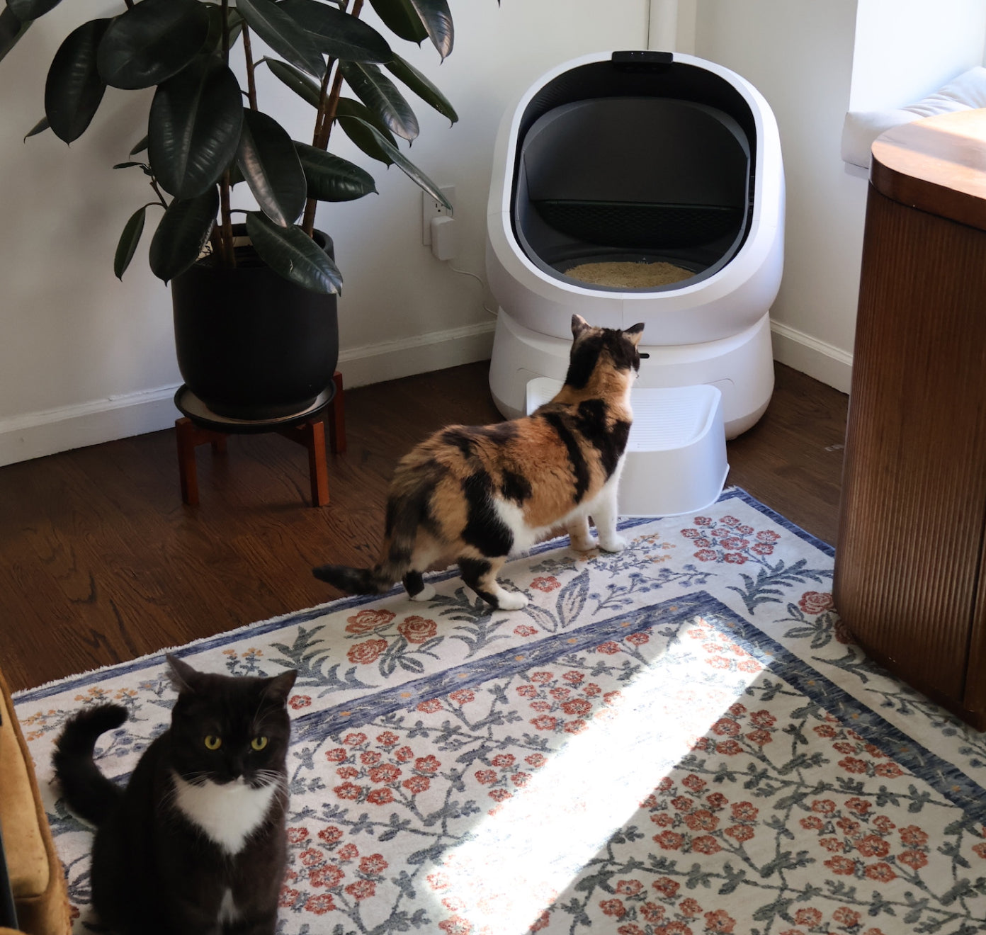 Petlibro PETLIBRO bac à litière auto blanc pour animal de compagnie; chat près, avec distributeur automatique de nourriture et fontaine à eau