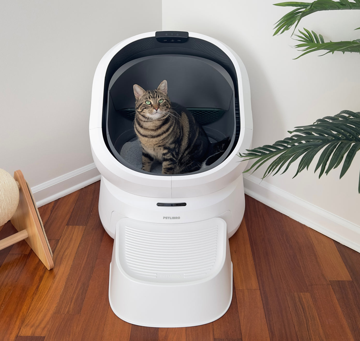 Petlibro PETLIBRO chat dans bac à litière automatique blanc pour animal de compagnie; mention distributeur automatique de nourriture et fontaine à eau