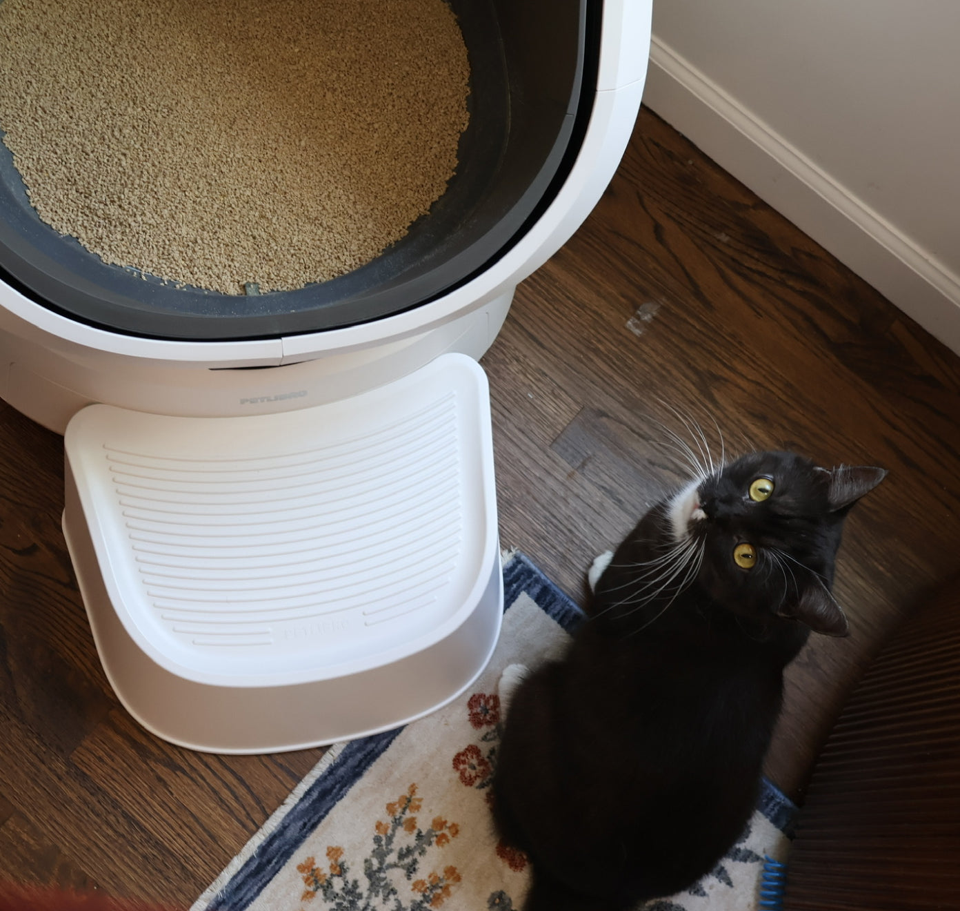Petlibro PETLIBRO animal de compagnie: chat noir près d’un bac à litière; mention distributeur automatique de nourriture et fontaine à eau.
