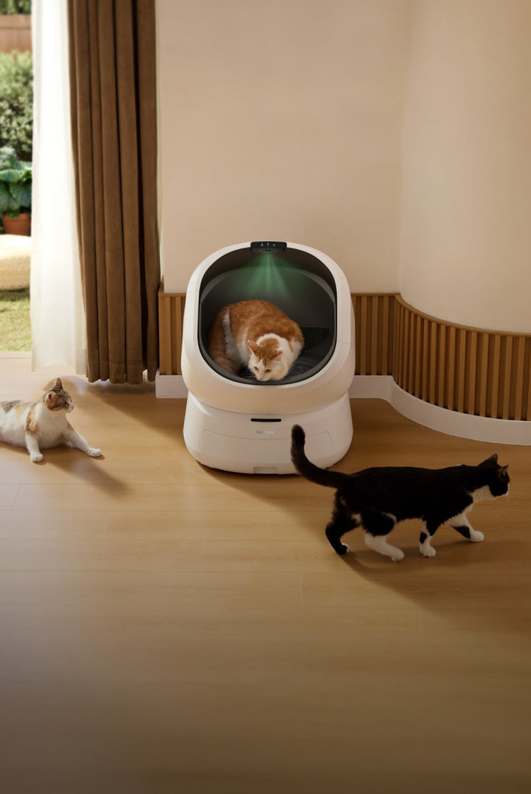Petlibro PETLIBRO bac à litière pour animal de compagnie, chat, avec distributeur automatique de nourriture et fontaine à eau, intérieur moderne