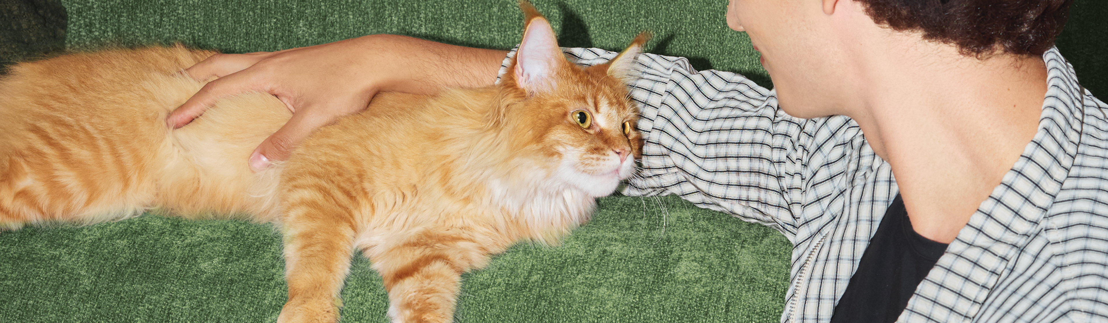 Petlibro PETLIBRO animal de compagnie: chat roux caressé sur canapé vert, près d’un distributeur automatique de nourriture, fontaine à eau, bac à litière