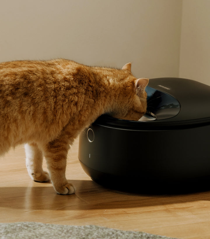Petlibro PETLIBRO animal de compagnie chat buvant à la fontaine à eau, près d’un distributeur automatique de nourriture et bac à litière noir