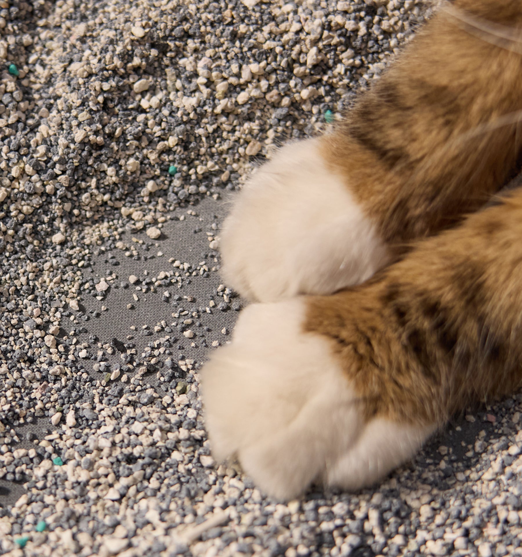 Petlibro PETLIBRO patte de chat sur bac à litière, animal de compagnie; mention distributeur automatique de nourriture et fontaine à eau