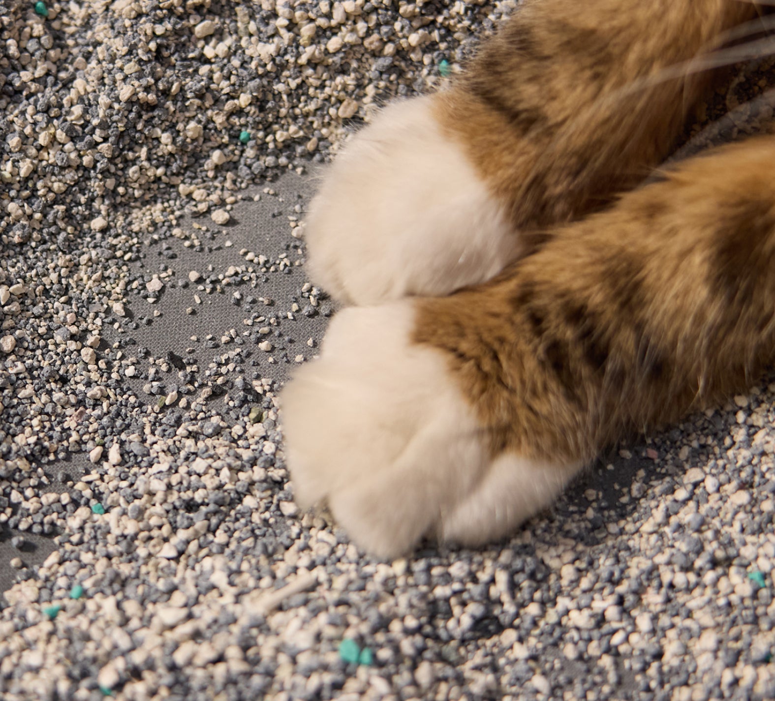 Petlibro PETLIBRO pattes de chat sur bac à litière; animal de compagnie, distributeur automatique de nourriture et fontaine à eau assortis