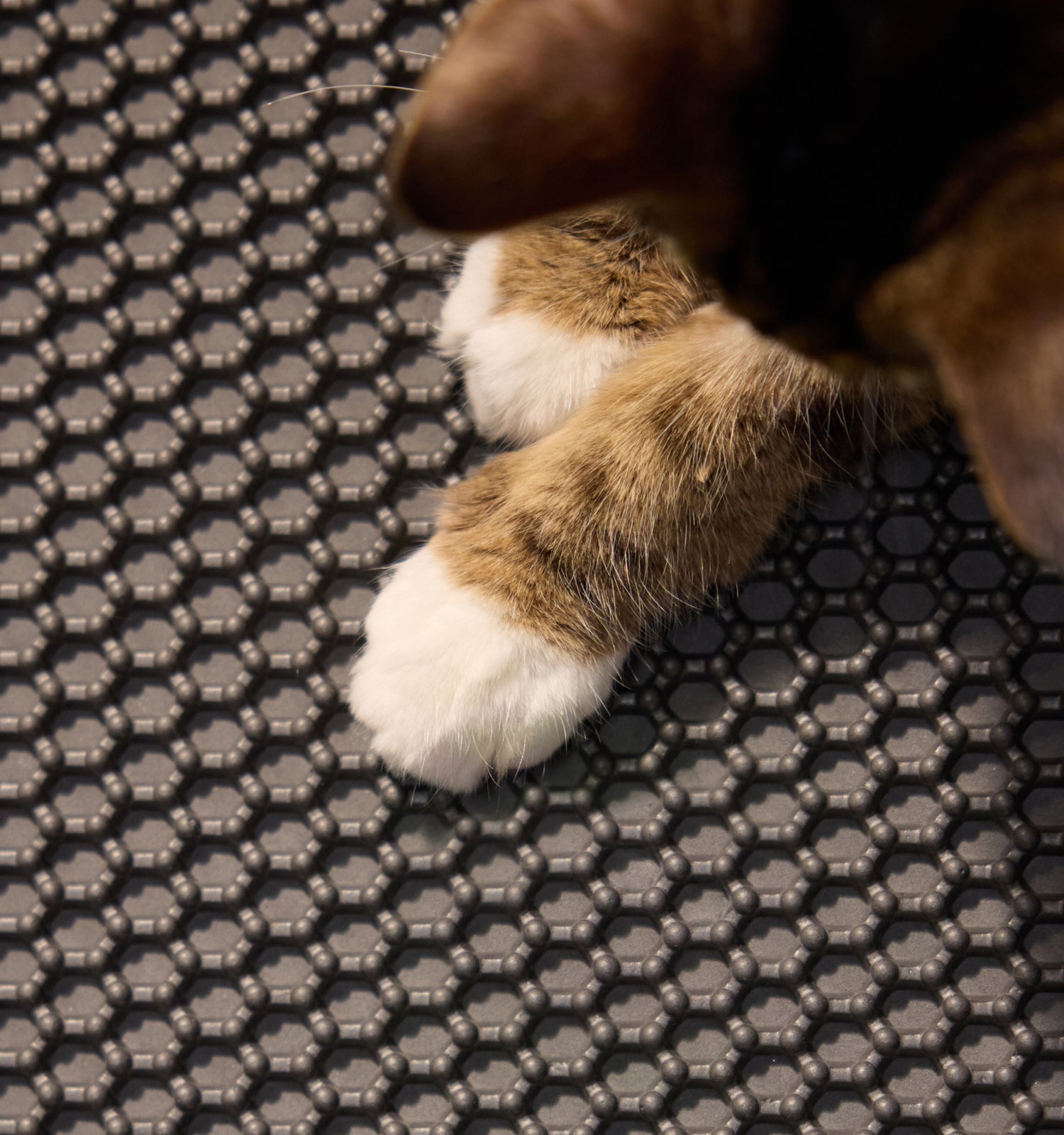 Petlibro PETLIBRO patte de chat sur tapis de bac à litière; animal de compagnie, distributeur automatique de nourriture, fontaine à eau