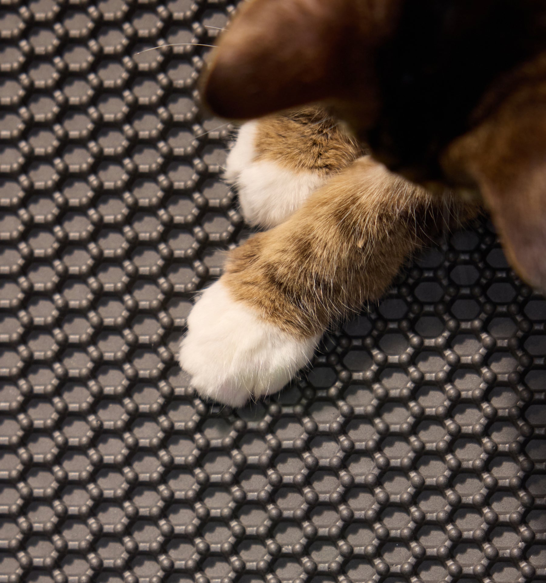 Petlibro PETLIBRO patte de chat sur tapis de bac à litière; animal de compagnie, distributeur automatique de nourriture, fontaine à eau