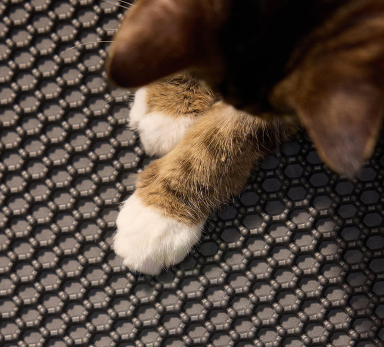 Petlibro PETLIBRO patte de chat animal de compagnie sur tapis bac à litière; mention distributeur automatique de nourriture, fontaine à eau