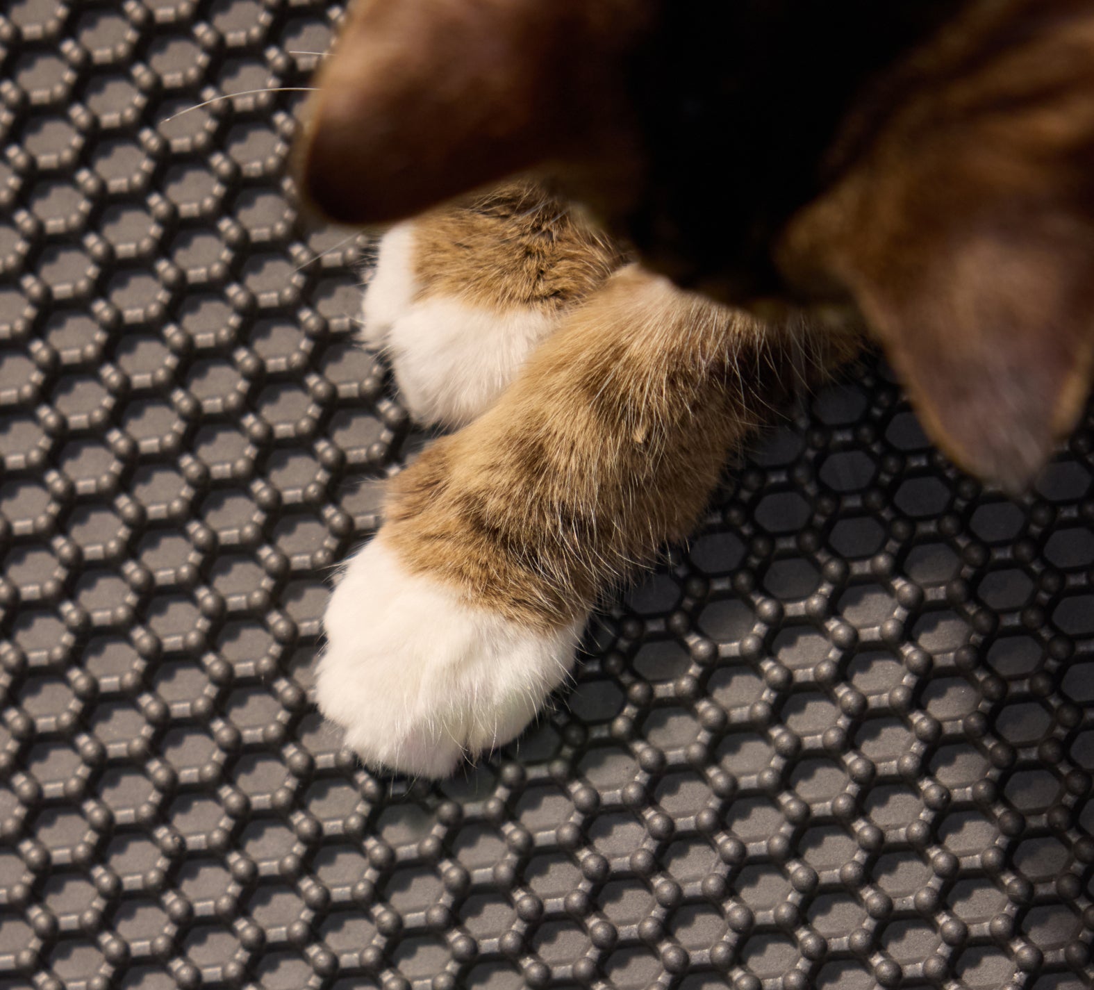 Petlibro PETLIBRO patte de chat sur tapis nid d’abeille pour bac à litière; animal de compagnie, distributeur automatique de nourriture, fontaine à eau