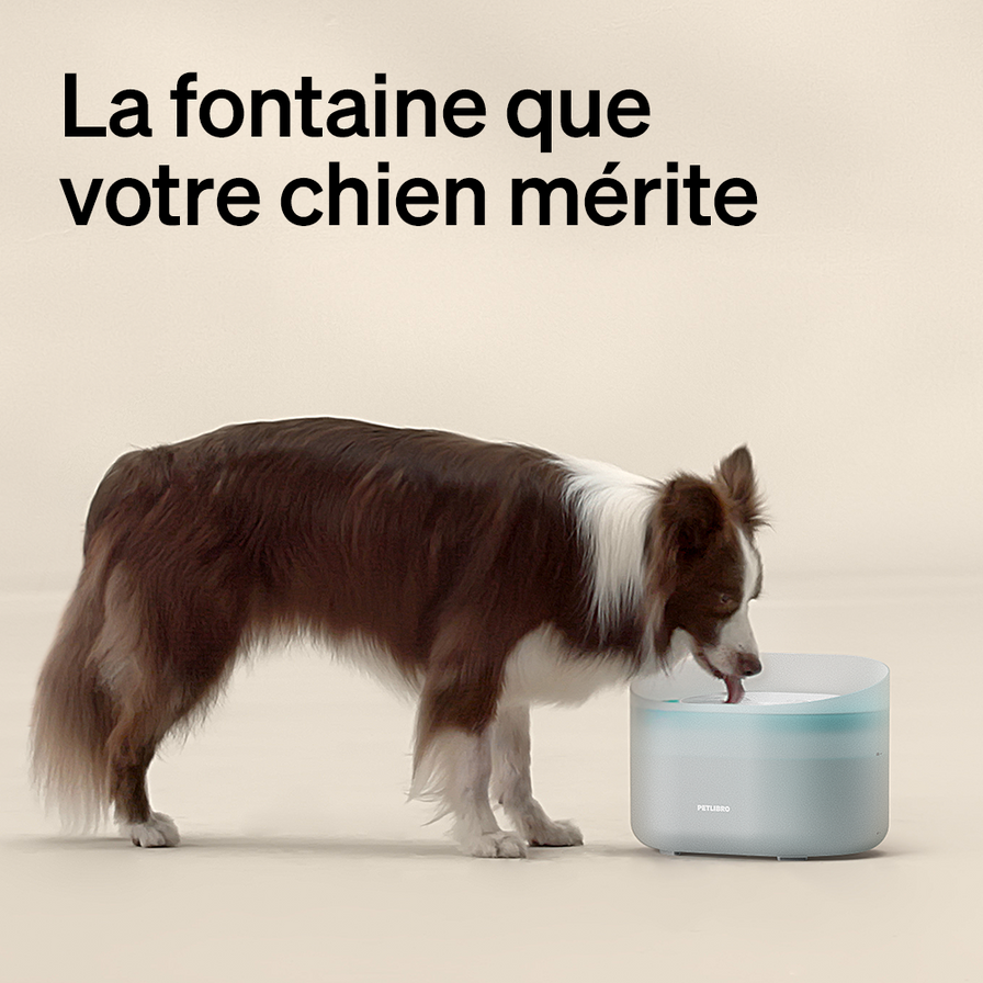 Capsule Fontaine Pour Chien