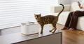 Petlibro PETLIBRO animal de compagnie chat près d’une fontaine à eau blanche; mention distributeur automatique de nourriture et bac à litière