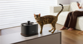 Petlibro PETLIBRO animal de compagnie chat près d’une fontaine à eau noire; mention distributeur automatique de nourriture et bac à litière