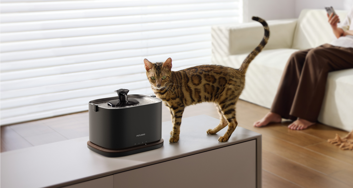 Petlibro PETLIBRO animal de compagnie chat près d’une fontaine à eau noire; mention distributeur automatique de nourriture et bac à litière