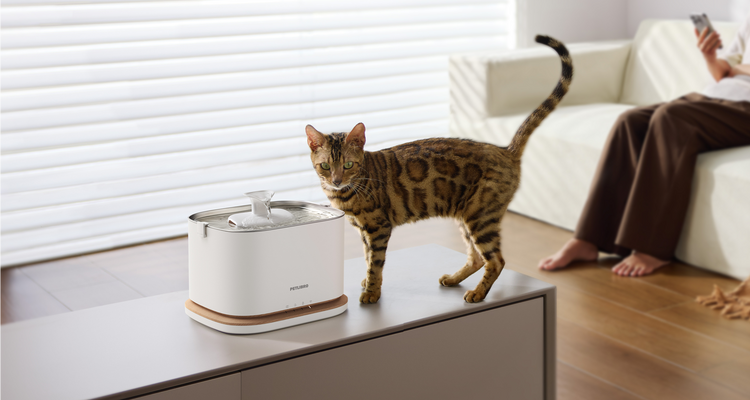 Petlibro PETLIBRO chat animal de compagnie près d’une fontaine à eau blanche; mention distributeur automatique de nourriture et bac à litière