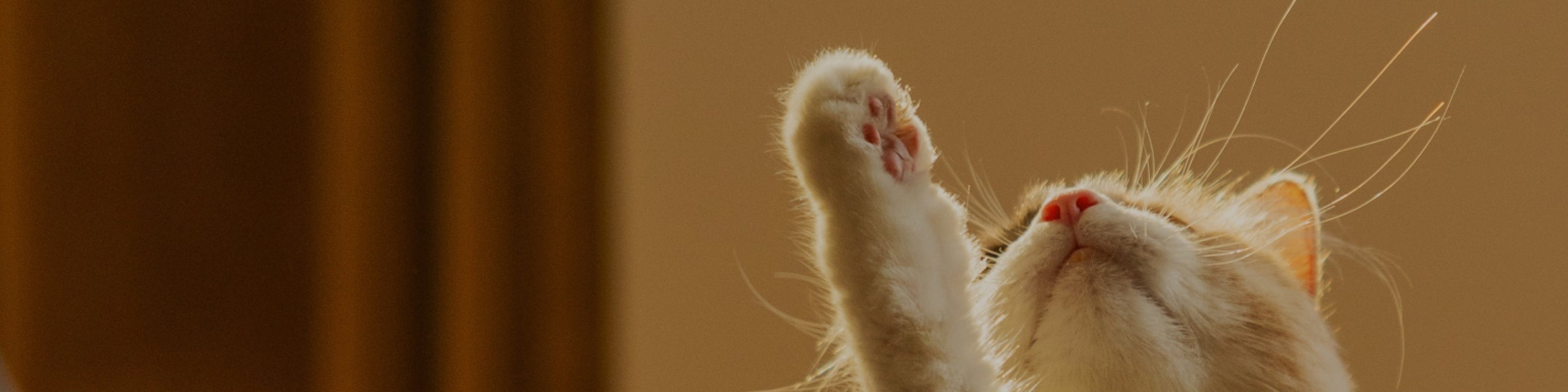 Petlibro PETLIBRO chat animal de compagnie levant la patte, évoquant distributeur automatique de nourriture, fontaine à eau, bac à litière