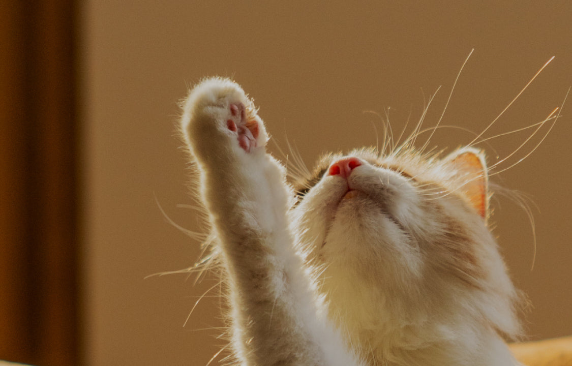 Petlibro PETLIBRO animal de compagnie: chat blanc levant la patte, près d’un distributeur automatique de nourriture, fontaine à eau, bac à litière